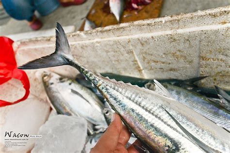 鐵甲魚價格|穿著厚厚鐵甲的冬季私房料理